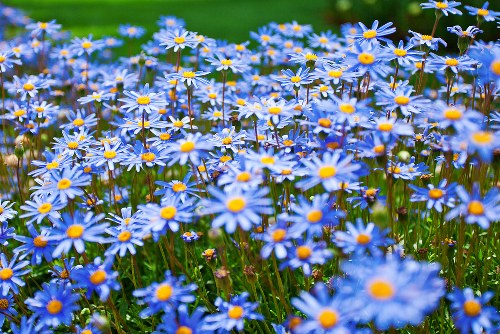 A vibrant bouquet of mixed flowers arranged beautifully