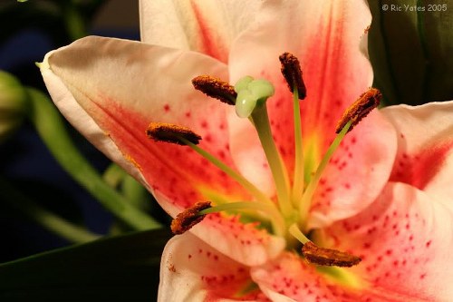 Corporate floral arrangements for office spaces
