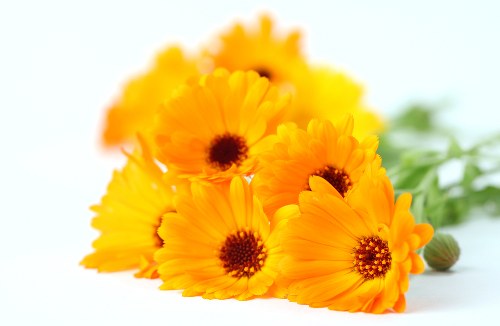 Bright and fresh flowers arranged beautifully