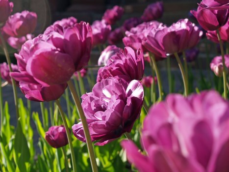 Florist arranging fresh flowers in Horsham