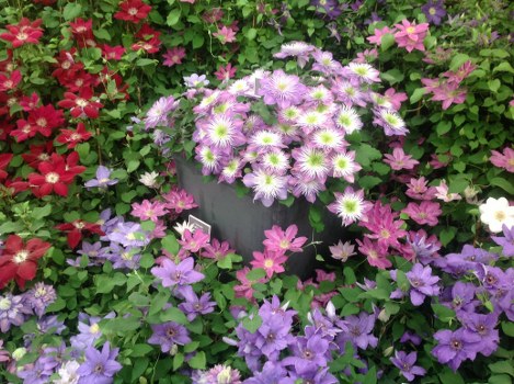 Assortment of vibrant flowers arranged in a vase