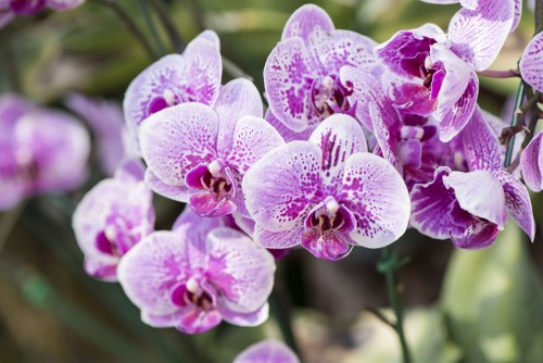 Variety of fresh flowers available for delivery