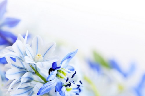 Selection of seasonal flowers available in Horley
