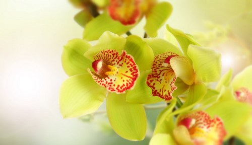 Variety of vibrant seasonal flowers