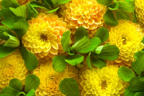 Assortment of roses in a vase