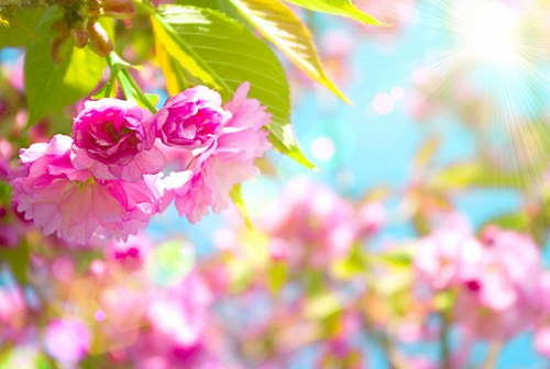 Colorful seasonal flowers arranged for special occasions