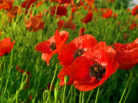 Selection of vibrant flowers available for delivery
