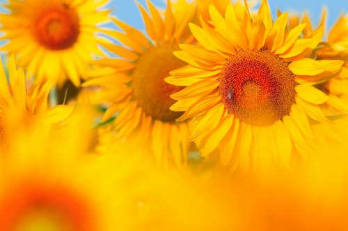Elegant corporate floral arrangements