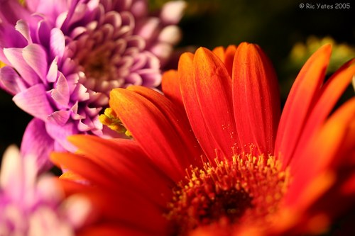 Professional florist arranging fresh flowers in Tadworth