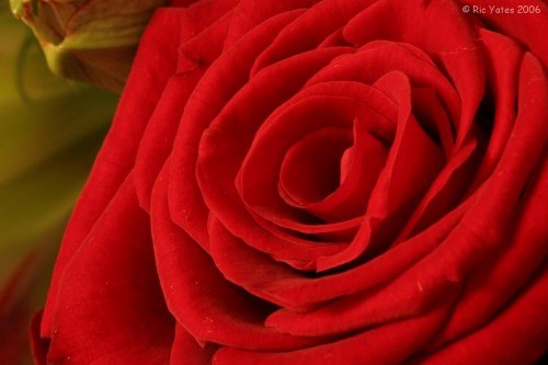 Top-rated floral shop in Lingfield